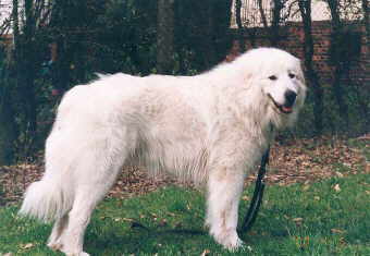 hirtenhundewelt.de - Europa - Pyrenäenberghund