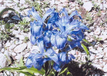 Die Anzeige dieses Bildes wird in Ihrem Browser möglicherweise nicht unterstützt.